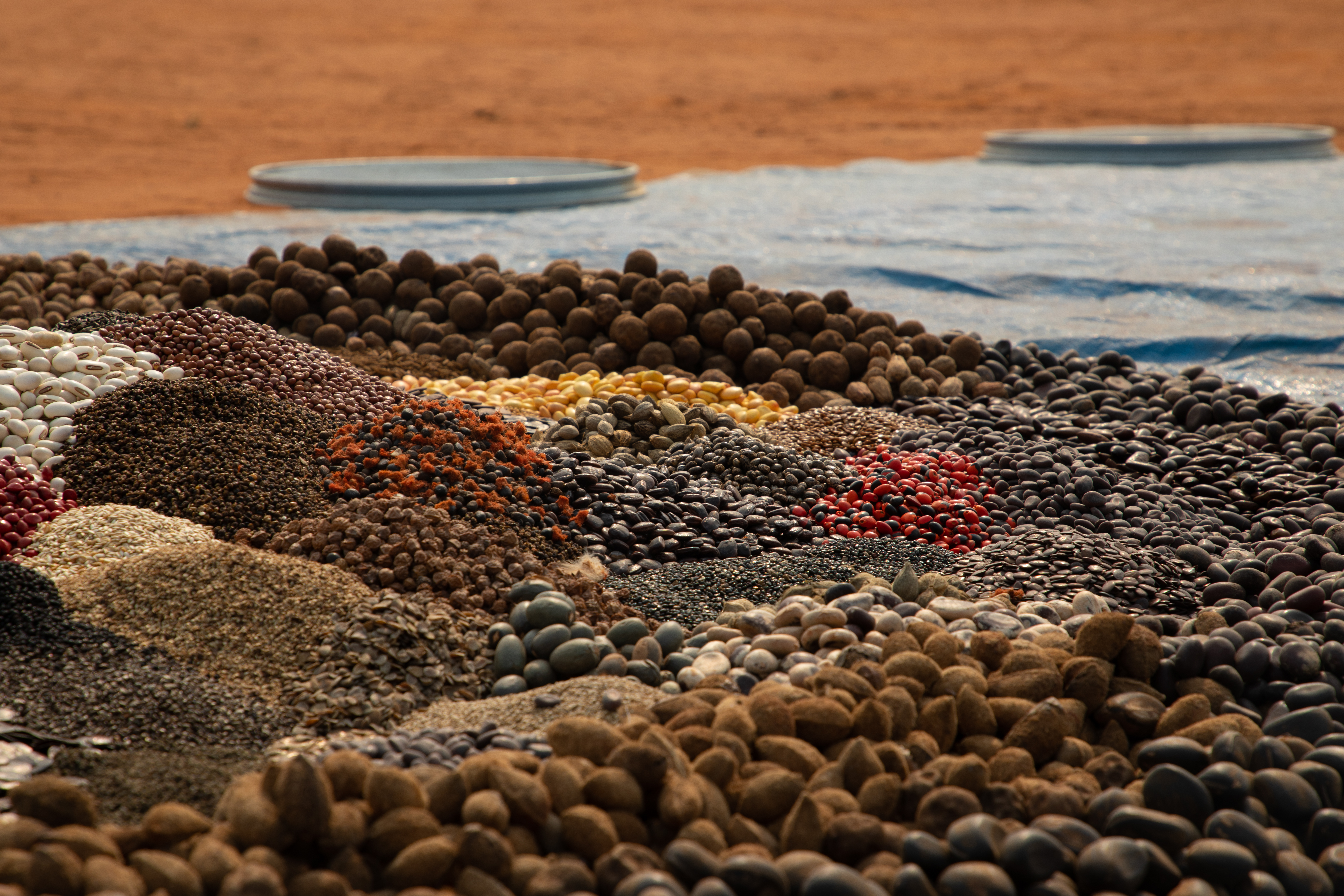 Muvuca de sementes durante o 17º Encontrão da Rede de Sementes do Xingu 📷 Erik Vesch/Cama Leão/ISA