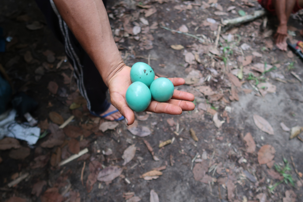 vos de Inambú encontrados pelos Yanomami e que serviram para sua dieta alimentar