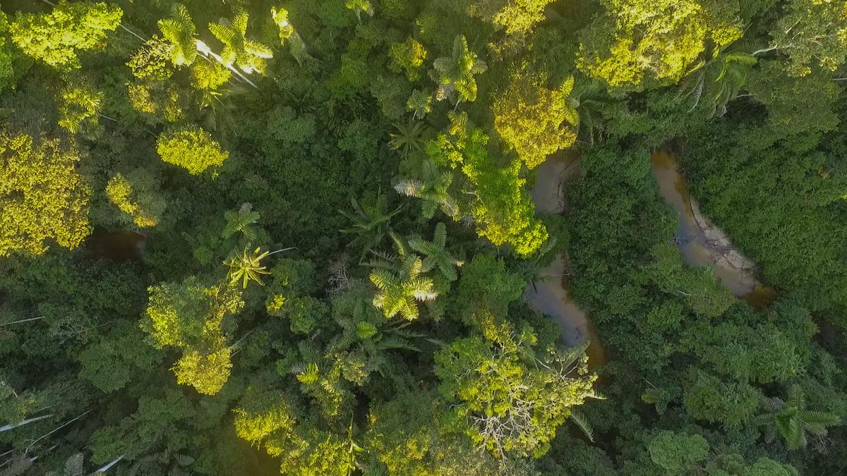 Vista aérea da floresta de Igarapé Novo Recreio