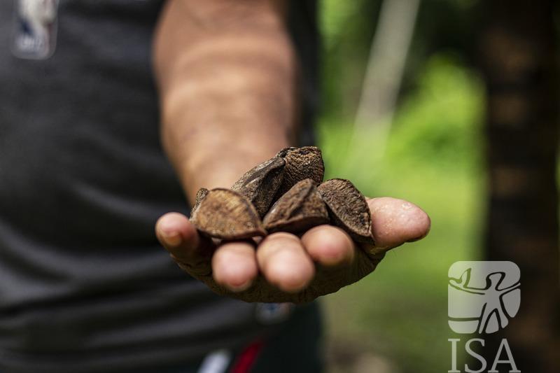 Mouko Arara segura sementes da castanha-do-pará na Terra do Meio, no Pará