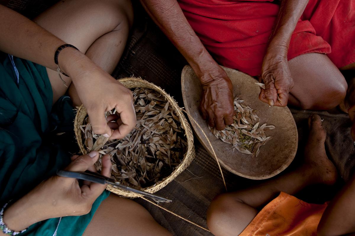 Detalhe de mãos de coletoras separando sementes de carvoeiro, uma das mais caras devido a dificuldade de limpá-la