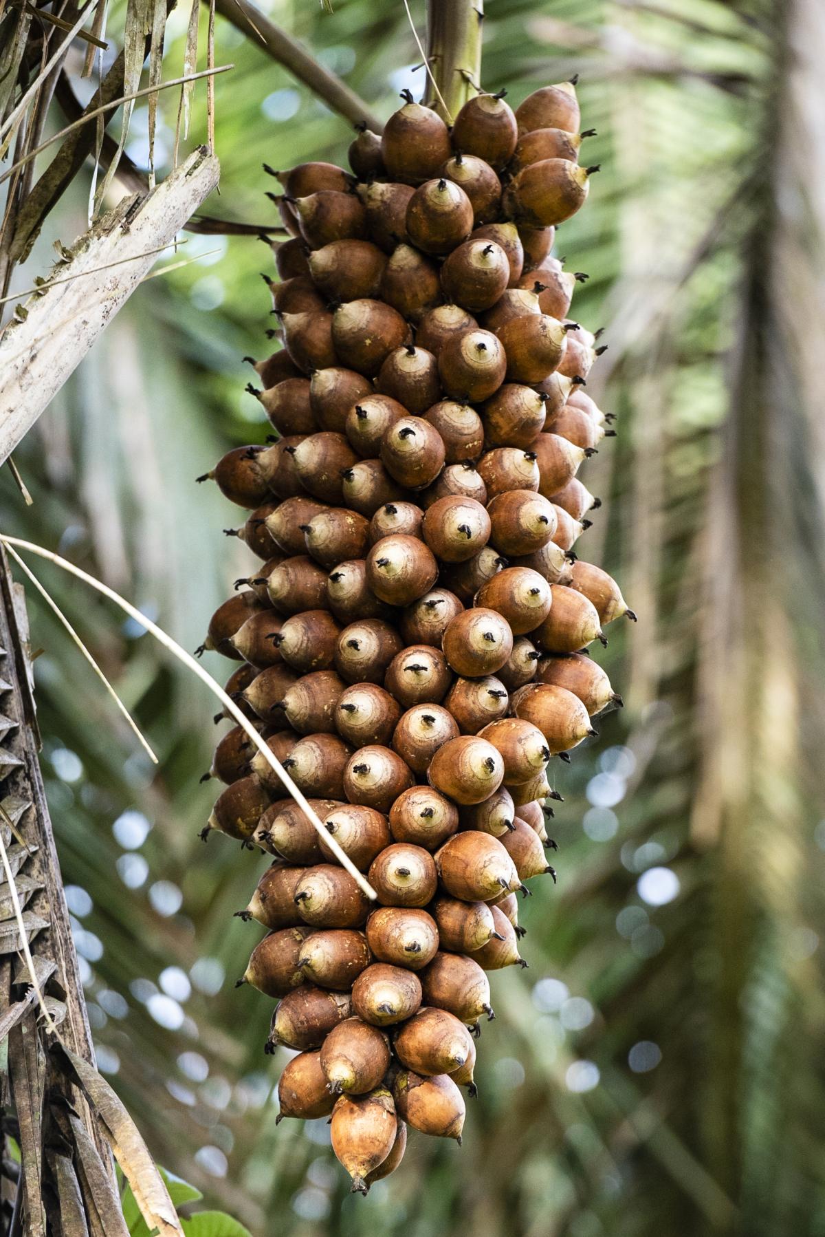 Babaçu, Resex Morro do Anfrísio 