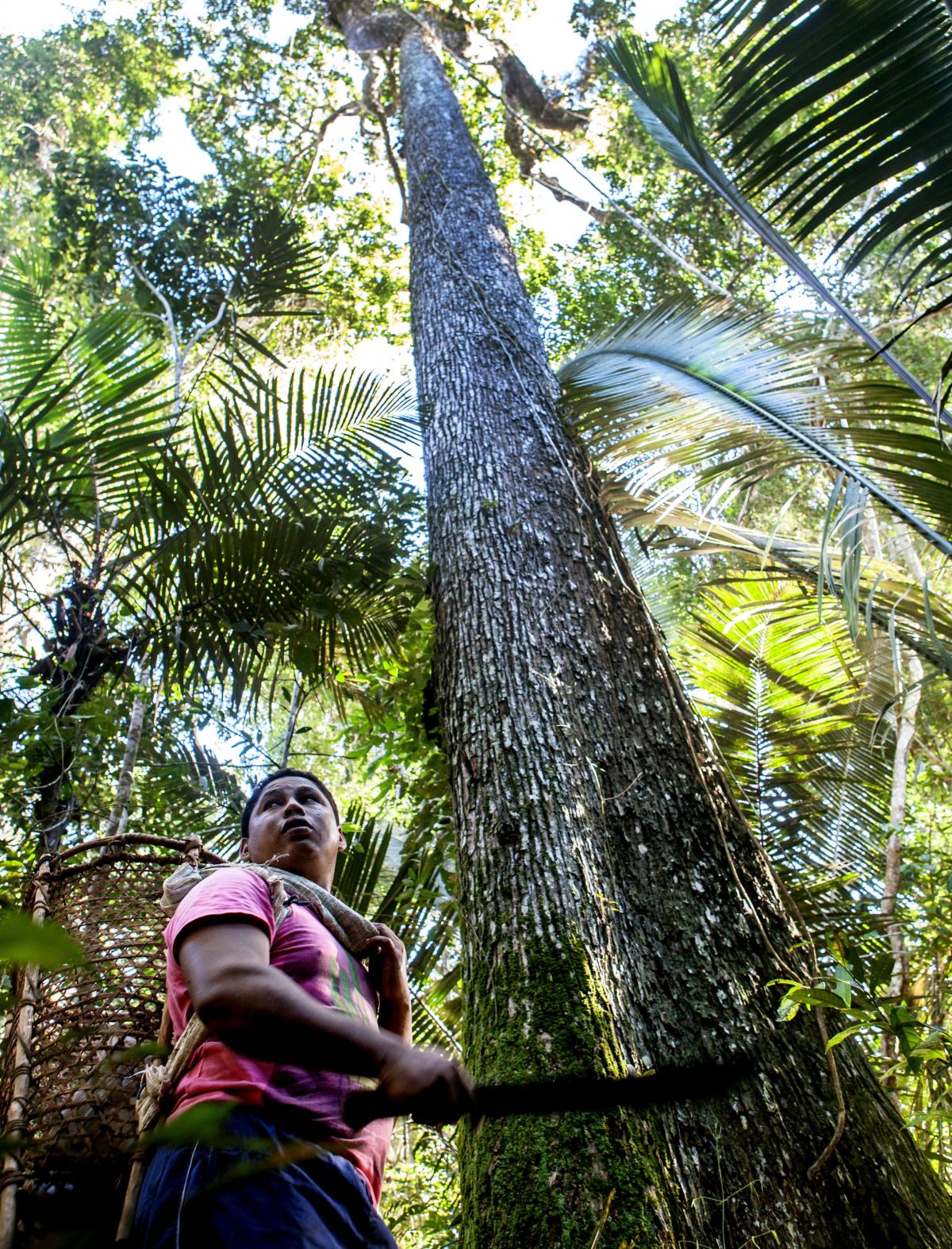 Coleta da castanha, Resex Rio Iriri