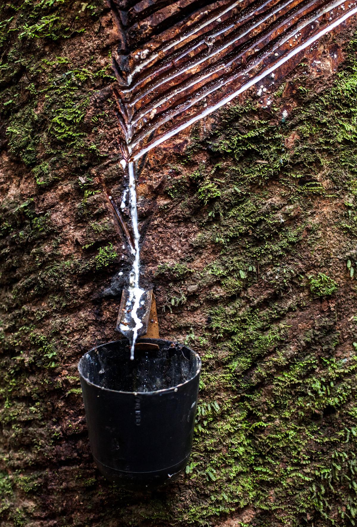 Coleta de látex em estrada da seringa na Aldeira Tukayá, povo Xipaya