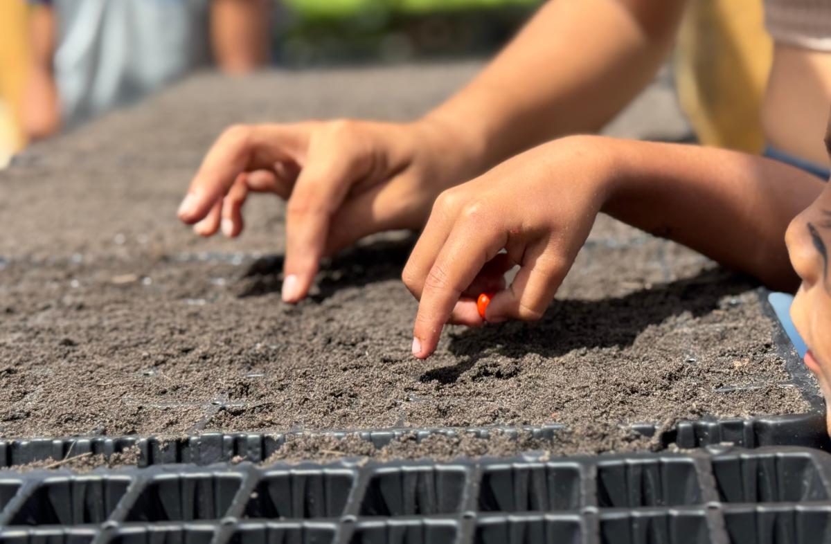 Imagem mostra mão de duas crianças plantando 