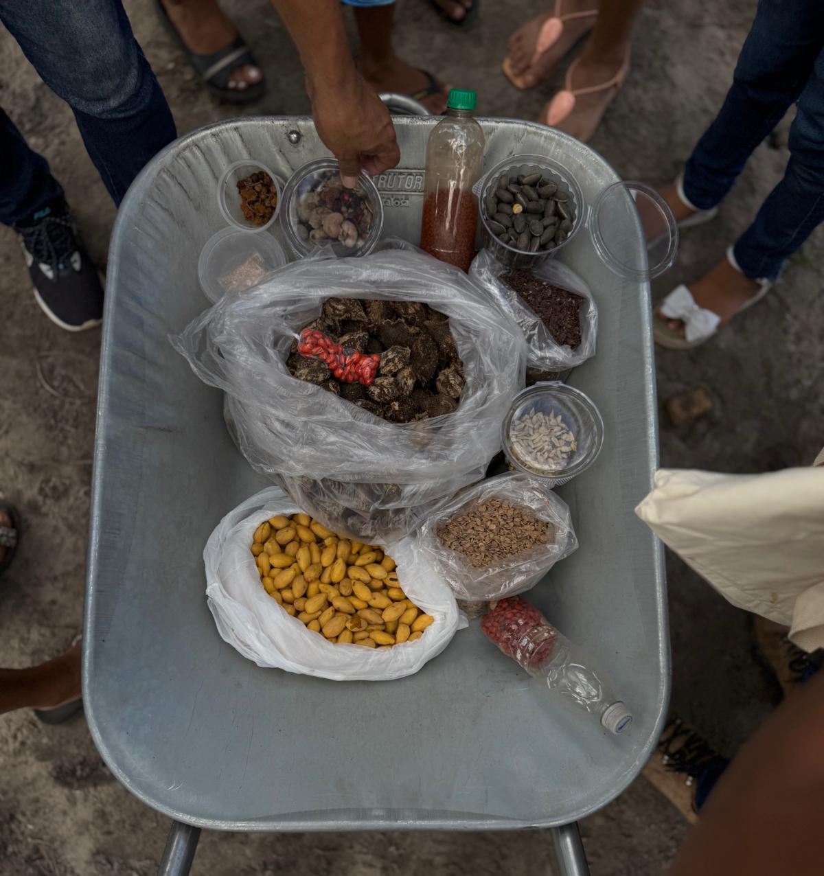 Imagem mostra sementes de várias espécies em uma carrinho de mão