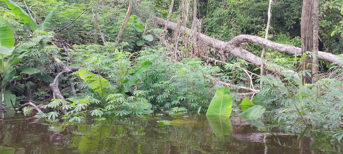 Foto mostra roças alagadas no Rio Içana