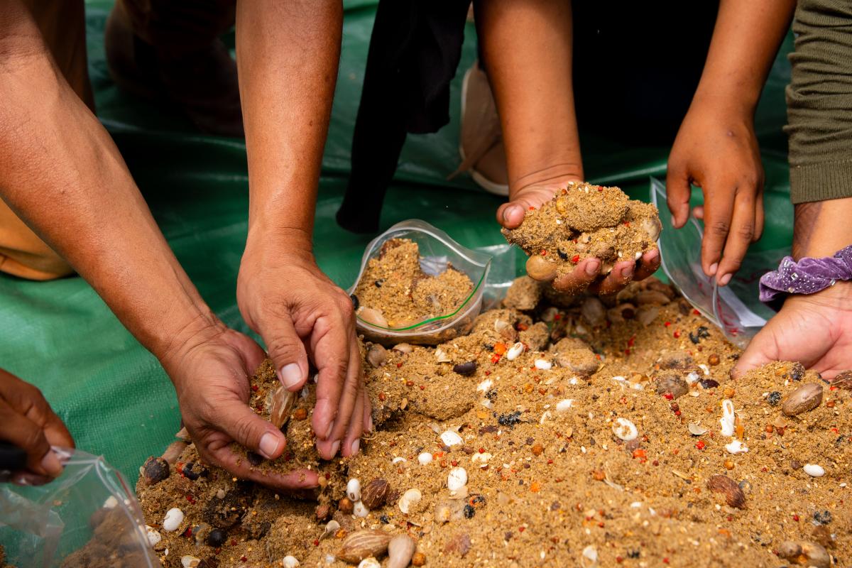 mistura de sementes para a muvuca