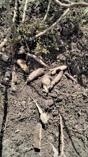 mandioca comida por porcos do mato