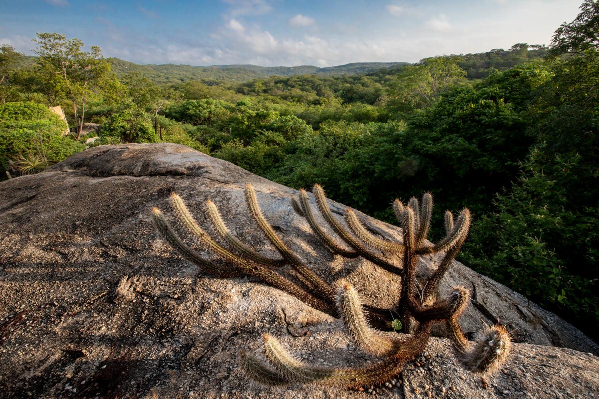 Paisagem da Caatinga