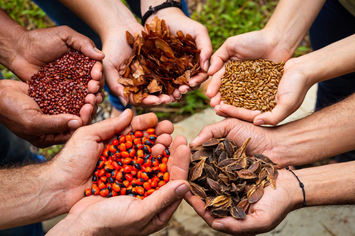 A foto mostra várias mãos segurando sementes diversas