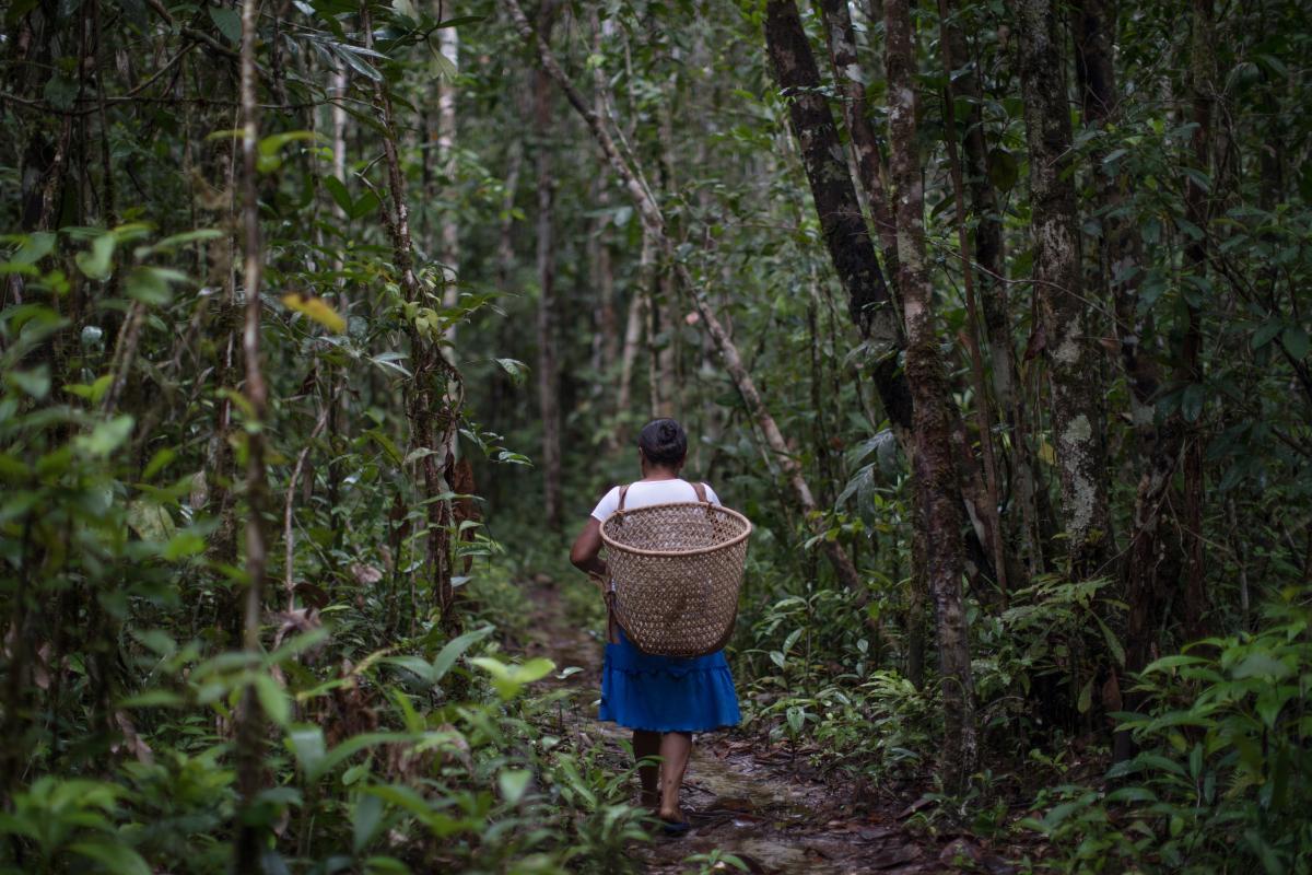 Dona Nazária Mandú Lopes faz o caminho em direção a sua roça de pimenta, próxima à comunidade Canadá, no rio Ayari, Terra Indígena Alto Rio Negro (AM)