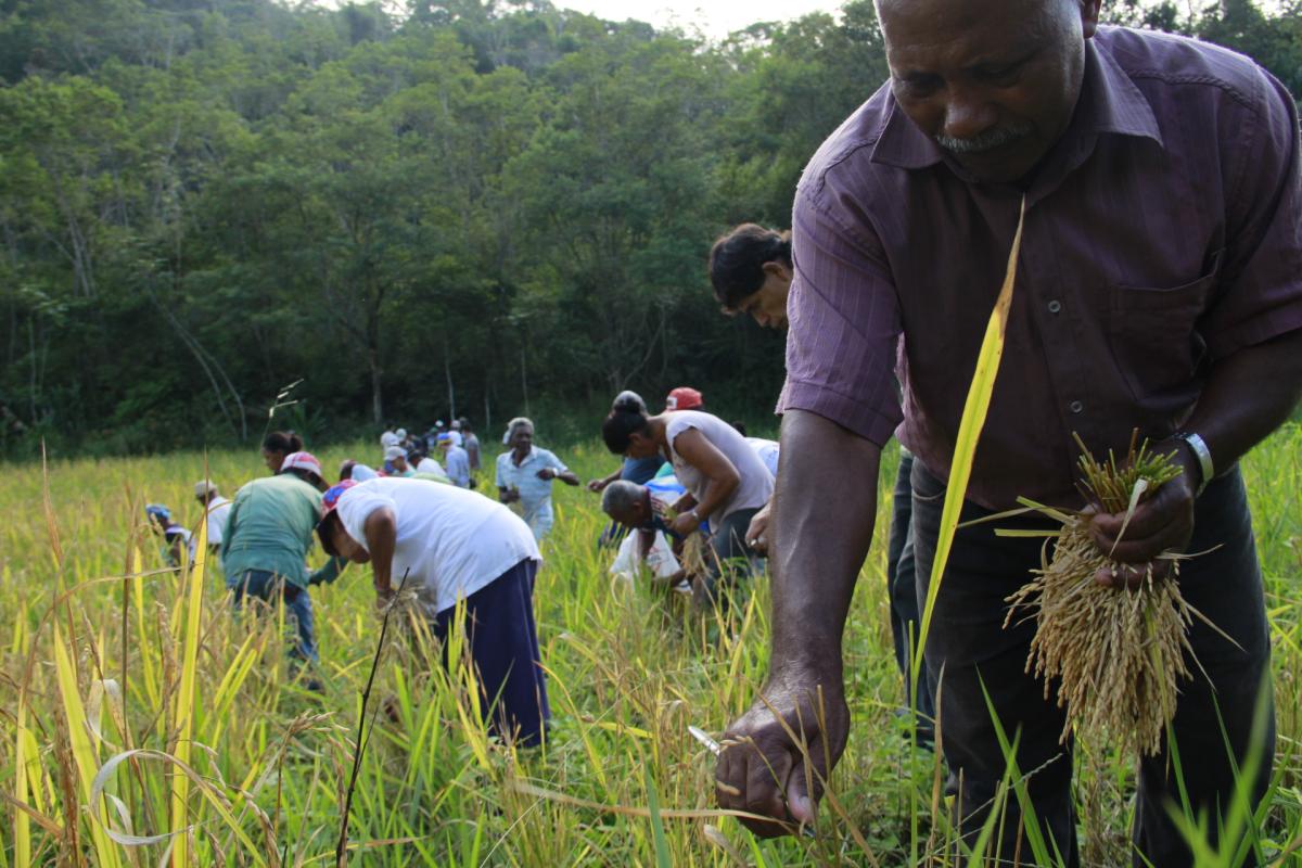 A roça quilombola, das comunidades do Vale do Ribeira, no estado de São Paulo, é uma das estratégias de fortalecimento dos sistemas agrícolas tradicionais