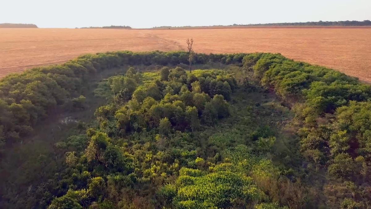 Zona reflorestada em Santa Cruz do Xingu, Mato Grosso. Região conta com novas experiências de tecnologias de restauro florestal