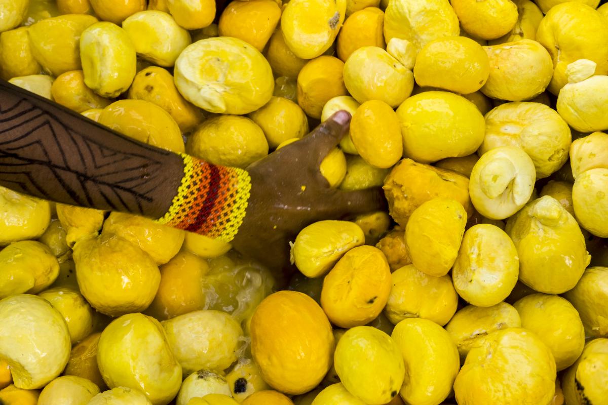 Produção de óleo de pequi na aldeia Ngôjwêrê, no Território Indígena do Xingu (TIX), onde convivem 16 povos