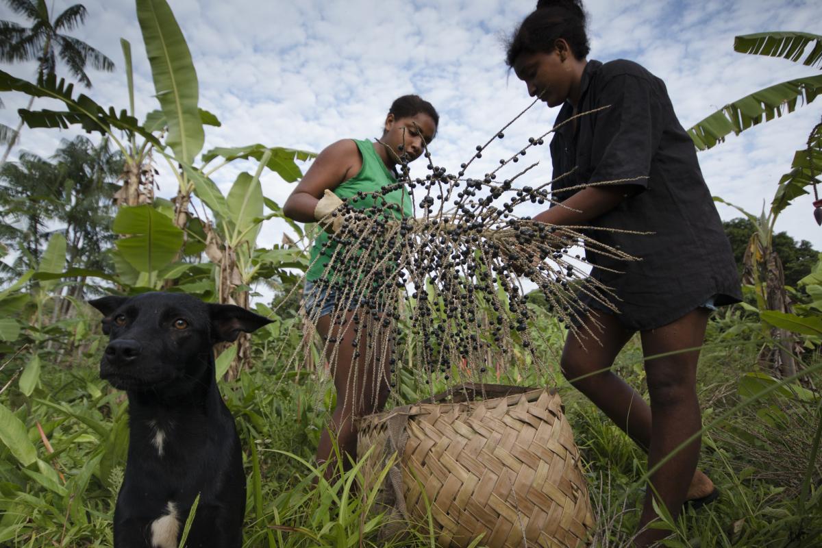 Coleta de açaí no território quilombola de Alcântara (MA) | Ana Mendes / Imagens Humanas