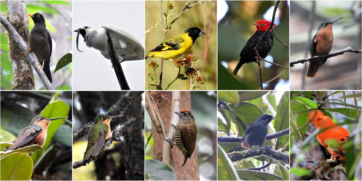 Aves registradas na região Ingarikó
