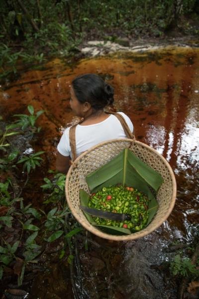 Indígena do povo Baniwa após colheita da pimenta na região da comunidade de Canadá, Rio Ayari
